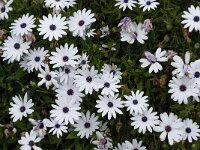 Anemone hortensis 24, Saxifraga-Willem van Kruijsbergen