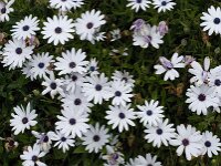 Anemone hortensis 24, Steranemoon, Saxifraga-Willem van Kruijsbergen