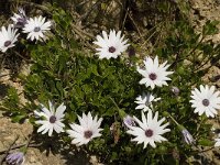 Anemone hortensis 26, Saxifraga-Willem van Kruijsbergen