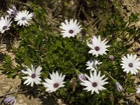 Anemone hortensis 26, Steranemoon, Saxifraga-Willem van Kruijsbergen