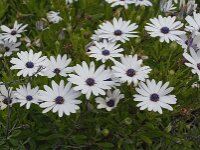 Anemone hortensis 27, Steranemoon, Saxifraga-Jan van der Straaten