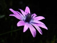 Anemone hortensis 29, Steranemoon, Saxifraga-Ed Stikvoort