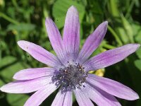 Anemone hortensis 3, Saxifraga-Rutger Barendse