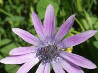 Anemone hortensis 3, Steranemoon, Saxifraga-Rutger Barendse