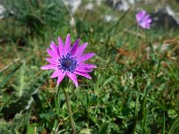 Anemone hortensis 30, Saxifraga-Ed Stikvoort