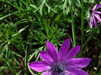 Anemone hortensis 31, Steranemoon, Saxifraga-Ed Stikvoort