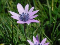 Anemone hortensis 32, Saxifraga-Ed Stikvoort
