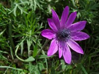 Anemone hortensis 34, Steranemoon, Saxifraga-Ed Stikvoort