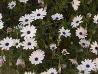 Anemone hortensis 4, Saxifraga-Jan van der Straaten