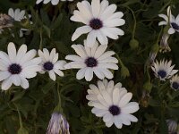 Anemone hortensis 5, Saxifraga-Jan van der Straaten