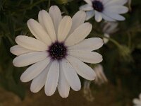 Anemone hortensis 6, Saxifraga-Jan van der Straaten