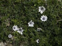 Anemone hortensis ssp heldreichii 14, Saxifraga-Willem van Kruijsbergen