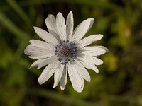 Anemone hortensis ssp heldreichii 18, Saxifraga-Willem van Kruijsbergen