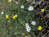Anemone hortensis ssp heldreichii 19, Saxifraga-Piet Zomerdijk