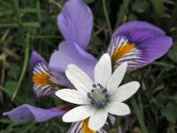Anemone hortensis ssp heldreichii 40, Saxifraga-Ed Stikvoort