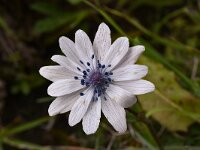 Anemone hortensis ssp heldreichii 41, Saxifraga-Harry Jans