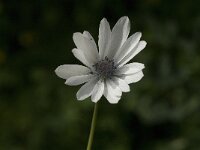 Anemone hortensis ssp heldreichii 8, Saxifraga-Jan van der Straaten