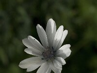 Anemone hortensis ssp heldreichii 9, Saxifraga-Jan van der Straaten