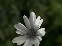Anemone hortensis ssp heldreichii 9, Steranemoon, Saxifraga-Jan van der Straaten
