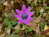 Anemone hortensis ssp pavonina 42, Saxifraga-Ed Stikvoort : Melissani grot Drakopoulata - Sami Kefalonia s9900