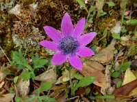 Anemone hortensis ssp pavonina 42, Steranemoon, Saxifraga-Ed Stikvoort : Melissani grot Drakopoulata - Sami Kefalonia s9900