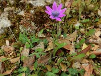 Anemone hortensis ssp pavonina 43, Saxifraga-Ed Stikvoort : Melissani grot Drakopoulata - Sami Kefalonia s9900