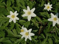 Anemone nemorosa 11, Bosanemoon, Saxifraga-Jan van der Straaten