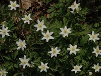 Anemone nemorosa 12, Bosanemoon, Saxifraga-Jan van der Straaten