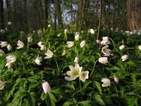 Anemone nemorosa 13, Bosanemoon, Saxifraga-Hans Dekker