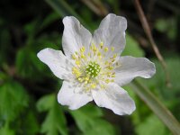 Anemone nemorosa 14, Bosanemoon, Saxifraga-Hans Dekker