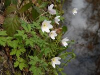 Anemone nemorosa 15, Bosanemoon, Saxifraga-Marijke Verhagen