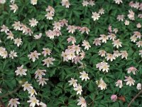 Anemone nemorosa 17, Bosanamoon, Saxifraga-Piet Zomerdijk