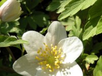 Anemone nemorosa 18, Bosanamoon, Saxifraga-Sasha van der Sleesen
