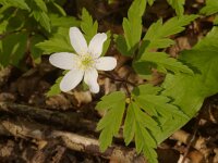 Anemone nemorosa 19, Bosanemoon, Saxifraga-Kees Marijnissen