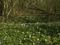 Anemone nemorosa 2, Bosanemoon, Saxifraga-Jan van der Straaten