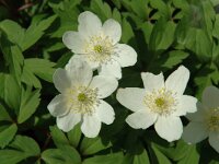 Anemone nemorosa 20, Bosanemoon, Saxifraga-Jan van der Straaten