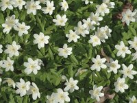 Anemone nemorosa 21, Bosanemoon, Saxifraga-Jan van der Straaten