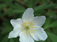 Anemone nemorosa 22, Bosanemoon, Saxifraga-Jan van der Straaten