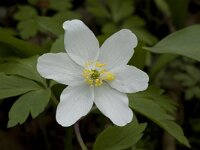 Anemone nemorosa 24, Bosanemoon, Saxifraga-Willem van Kruijsbergen