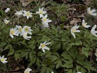 Anemone nemorosa 26, Bosanemoon, Saxifraga-Willem van Kruijsbergen