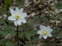 Anemone nemorosa 27, Bosanemoon, Saxifraga-Willem van Kruijsbergen