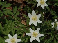 Anemone nemorosa 29, Bosanemoon, Saxifraga-Jan van der Straaten