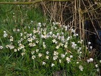 Anemone nemorosa 31, Bosanemoon, Saxifraga-Marijke Verhagen