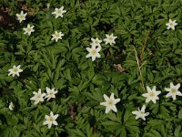 Anemone nemorosa 33, Bosanemoon, Saxifraga-Jan van der Straaten