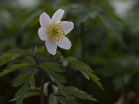 Anemone nemorosa 36, Bosanemoon, Saxifraga-Mark Zekhuis