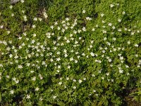 Anemone nemorosa 37, Bosanemoon, Saxifraga-Jan van der Straaten
