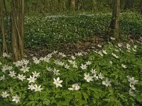 Anemone nemorosa 4, Bosanemoon, Saxifraga-Jan van der Straaten
