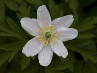 Anemone nemorosa 40, Bosanemoon, Saxifraga-Mark Zekhuis