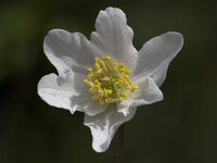 Anemone nemorosa 41, Bosanamoon, Saxifraga-Luc Hoogenstein