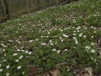 Anemone nemorosa 42, Bosanemoon, Saxifraga-Willem van Kruijsbergen
